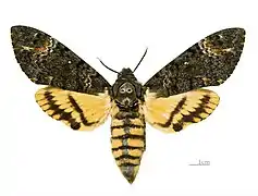 A. s. medusa Parte dorsal