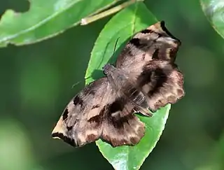 Achlyodes busirus.