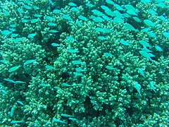 "Escuela" de Chromis viridis sobre colonias de A. austera, en Maldivas