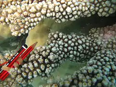 A. florida, vista de coralitos. Isla Poruma, Australia.