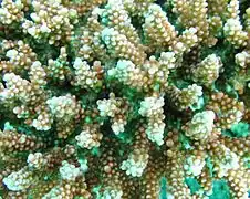 A. loripes, vista superior de la colonia, isla Mer, Australia