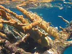 Ramas de A. palmata saliendo del agua, isla San Salvador, Bahamas.