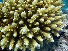 A. loripes (sinonimia A. rosaria) en el atolón Baa