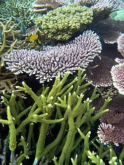 Especies de Acropora.