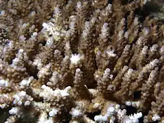 A. valida en isla Mer, Australia