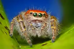 Phidippus cardinalis