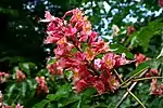 Inflorescencia del híbrido Aesculus x carnea