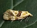 Aethes rubigana