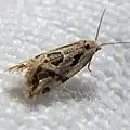 Aethes angulatana