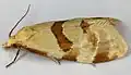 Aethes cnicana