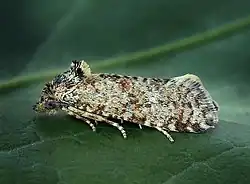 Aethes margarotana