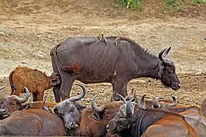 Ternero de dos semanas mamandoEn el canal Kazinga en Uganda