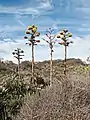 Agave americana e inflorescencias.