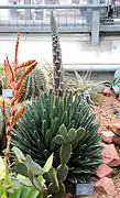 Agave victoriae-reginae