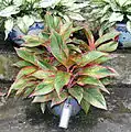 Cultivar de bordes rojos.