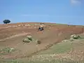 Ejemplo de agricultura de secano en las proximidades de Torrico.