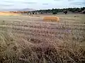 Ejemplo de agricultura de secano en las proximidades de Torrico.