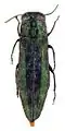 Agrilus kurandae lectotipo