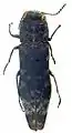Agrilus mucidus holotipo