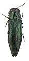 Agrilus nitidus lectotipo