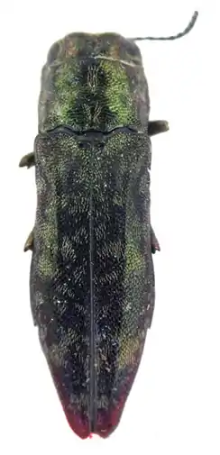 Agrilus oblatus lectotipo