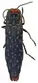 Agrilus picturatus holotipo