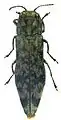 Agrilus pluvius holotipo