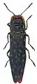 Agrilus pseudoambiguus holotipo