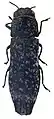 Agrilus tesselatus holotipo