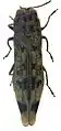 Agrilus umrongso holotipo