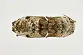 Alaus scops