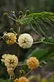 Inflorescencia