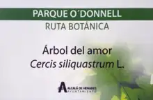 Árbol del amor en la ruta botánica del Parque O'Donnell en Alcalá de Henares.