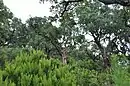 Calamocarro-Benzú