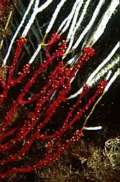 Parerythropodium coralloides