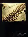 Alethopteris