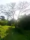 Algarrobo en las Barrancas de San Isidro
