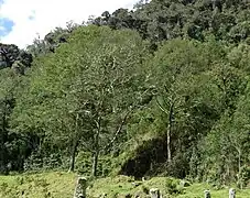 Alnus jorullensis