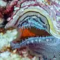 Sifón inhalante abierto con tentáculos de Tridacna.