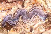 Tridacna maxima