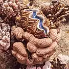 En un coral cerebro.