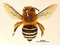 Amegilla cingulata