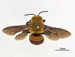 Amegilla dawsoni