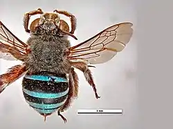 Amegilla walkeri