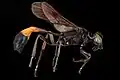 Ammophila pictipennis