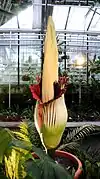 Amorphophallus titanum