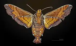 Hembra vista ventral
