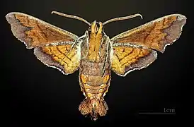 Macho vista ventral