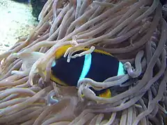 A. allardi en el Aquarium Finisterrae, Coruña, España