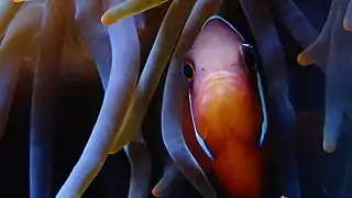 Ejemplar macho en el Aquarium del Palacio de la Puerta Dorada, París